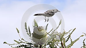 Bird jumping and flying away in slow motion at the Great Ocean Drive, Esperance, Western Australia