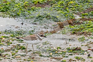 Bird kentish plover charadrius hiaticula