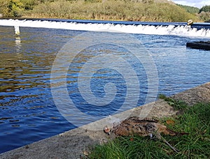 Bird killed by disused Fishing line Lopwell dam photo