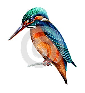 Bird kingfisher painted in watercolor technique