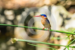Bird Kingfisher Wetland