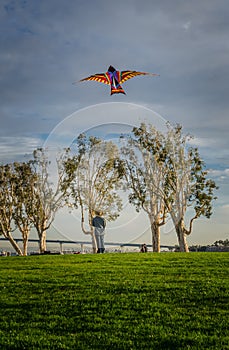 Bird In Kite Vertical