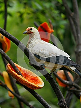 Bird, Kuala Lumpur Bird Park