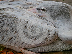 Bird, Kuala Lumpur Bird Park