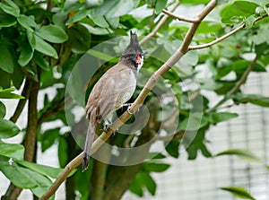 Bird, Kuala Lumpur Bird Park