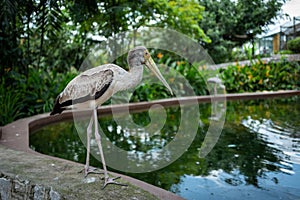 A bird at the Kuala Lumpur Birdpark