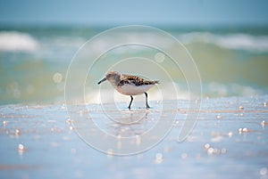 Bird Kulik on the coast of the Azov Sea in search of food