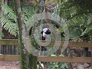 Bird - The Lady Amherst`s pheasant