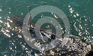 A bird on Lake Erie