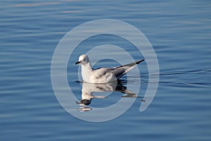 Bird from the lake Geneva