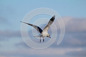 Bird from the lake Geneva