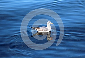 Bird from the lake Geneva