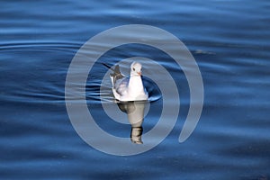 Bird from the lake Geneva