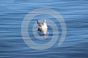 Bird from the lake Geneva