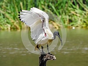 Bird on the lake in Jells park