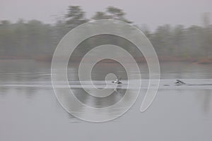 Bird on the lake Kakerdaja