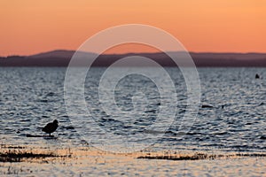 Bird on a lake shore at sunset