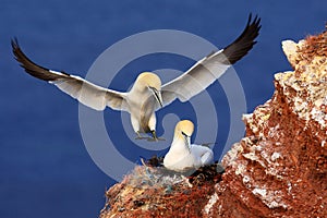 Bird landind to the nest with female sitting on the egs. Wildlife scene from nature. Sea bird on the rock cliff.