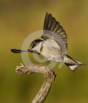 Bird landing on a branch