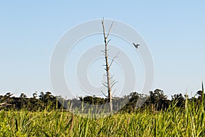 Bird landing on dead pine tree branch