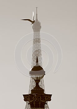 Bird landing in Paris