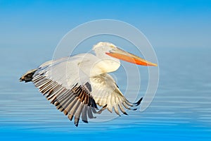 Bird landing to the blue lake water. Bird fly. Dalmatian pelican, Pelecanus crispus, landing in Lake Kerkini, Greece. Pelican with