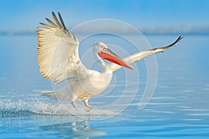 Bird landing to the blue lake water. Bird fly. Dalmatian pelican, Pelecanus crispus, landing in Lake Kerkini, Greece. Pelican with