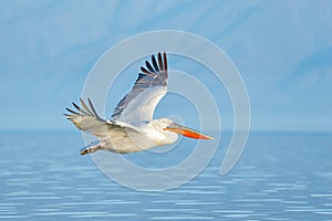 Bird landing to the blue lake water. Bird fly. Dalmatian pelican, Pelecanus crispus, landing in Lake Kerkini, Greece. Pelican with