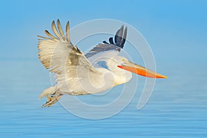 Bird landing to the blue lake water. Bird fly. Dalmatian pelican, Pelecanus crispus, landing in Lake Kerkini, Greece. Pelican with