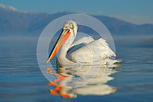 Bird landing to the blue lake water. Bird fly. Dalmatian pelican, Pelecanus crispus, landing in Lake Kerkini, Greece. Pelican with