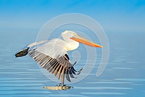 Bird landing to the blue lake water. Bird fly. Dalmatian pelican, Pelecanus crispus, landing in Lake Kerkini, Greece. Pelican with