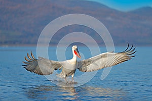 Bird landing to the blue lake water. Bird fly. Dalmatian pelican, Pelecanus crispus, landing in Lake Kerkini, Greece. Pelican with