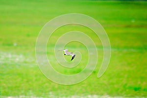 Bird landscape flying over the meadow