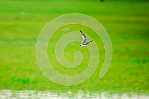 Bird landscape flying over the meadow