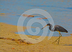 A Bird at the Lemon Bay Aquatic Reserve in Cedar Point Environmental Park, Sarasota County Florida