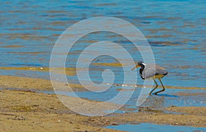 A Bird at the Lemon Bay Aquatic Reserve in Cedar Point Environmental Park, Sarasota County Florida