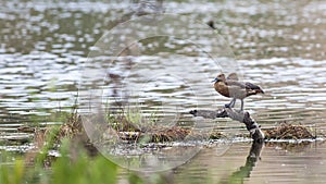 Bird: Lesser Whistling-Duck