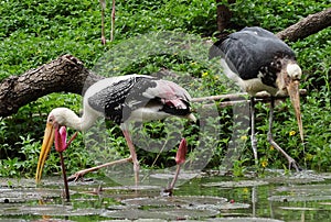 Bird in the daily life