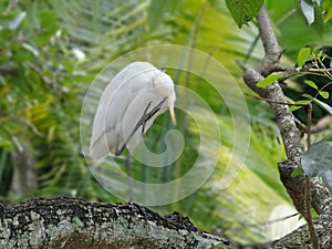 Bird in the daily life