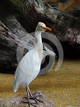 Bird in the daily life