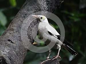 Bird in the daily life