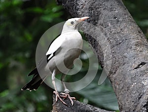 Bird in the daily life