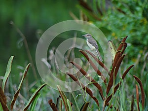 Bird in the daily life