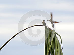 Bird in the daily life