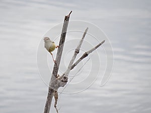 Bird in the daily life