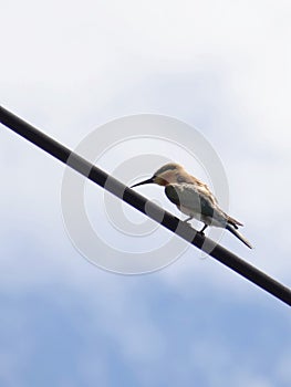 Bird in the daily life