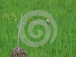 Bird in the daily life