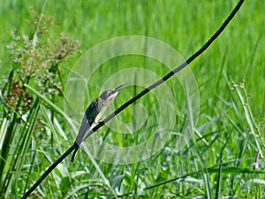 Bird in the daily life