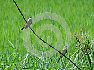 Bird in the daily life