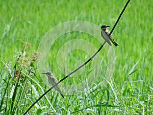 Bird in the daily life